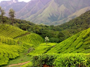 Tea Gardens at Munnar, Kerala